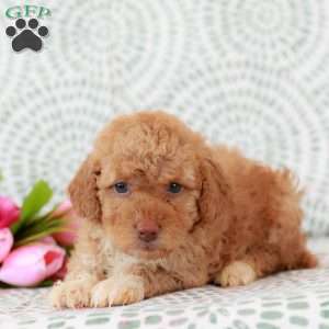 Ruth, Miniature Poodle Puppy
